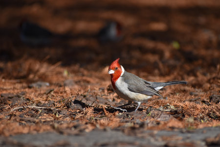 a red-crested cardinal, Paroaria coronata, on the ground at a public park in Buenos Airesの写真素材
