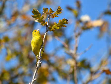 saffron finch, Sicalis flaveola, a tanager, seen in Buenos Aires cityの写真素材