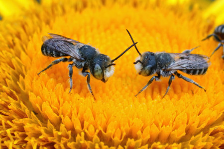 Closeup of two males of the alfalfa leafcutting bee, Mehachile rotundata on a yellow flower of Inula officinalisの写真素材