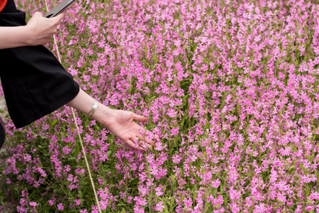 Woman taking photos by smart phone from pink flower field at spring season.