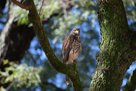 Unusual city dweller, a Harris's hawk. Parabuteo unicinctus, downtown Buenos Aires on a tree