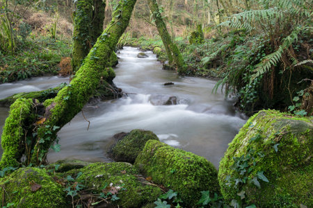Stream in the forest with rocks and moss covered treesの写真素材