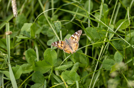 Painted lady with opened wings