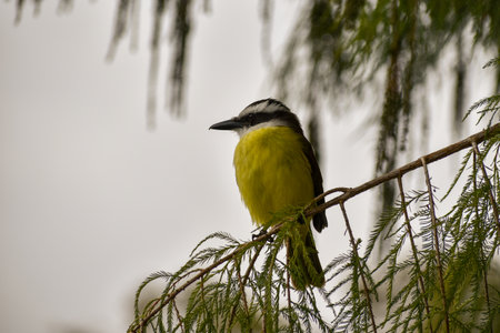 great kiskadee, Pitangus sulphuratus, or bienteveo comun, perching in a public park in Buenos Aires...