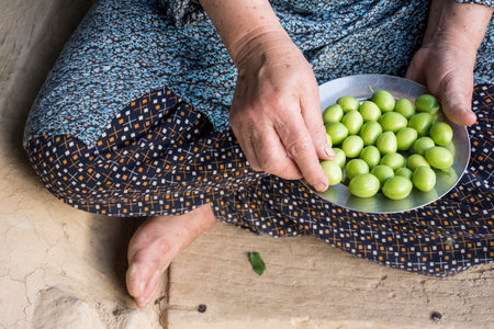 Woman's hand holding a steel plate of green plumsの写真素材