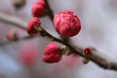 macro of pink cherry blossom (prunus serrulata)の写真素材