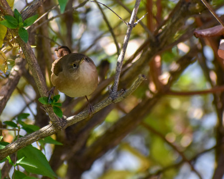 house wren, Troglodytes aedon, perched in a bush in Buenos Airesの写真素材