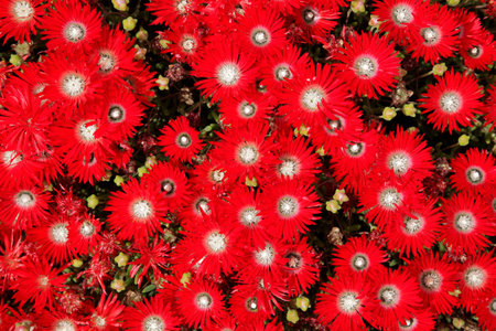 Background of red flowers - colorful red floral backgroundの写真素材