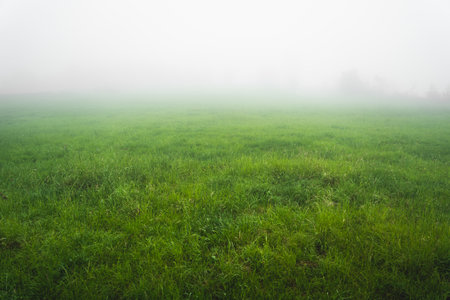 Green grass field with dense fog and some plants in the foregroundの写真素材