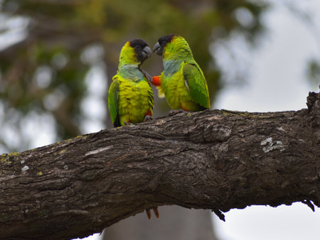 group of nanday parakeet (Aratinga nenday), also known as the black-hooded parakeet, seen in a park...