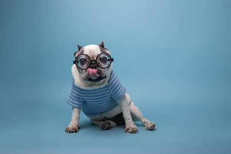 Funny French bulldog with a bottle ass pasta glasses and jersey with his tongue outの写真素材