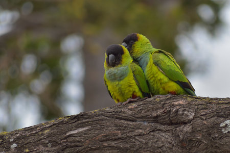 group of nanday parakeet (Aratinga nenday), also known as the black-hooded parakeet, seen in a park...