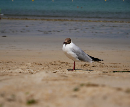 Beautiful photo of a seagull on the beachの写真素材