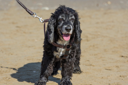 Dog on the Sand Beach with Leash.の写真素材