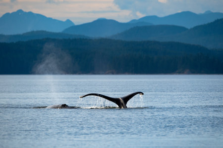 Humpback whale fluke, Sutil Channel in the Discovery Islands near Quadra Island, BC Canadaの写真素材