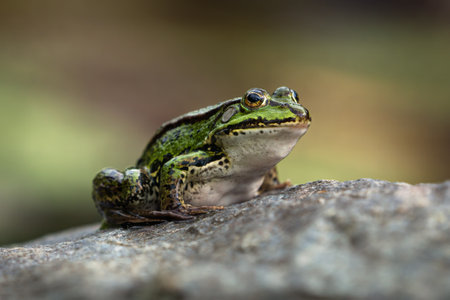 Side view of a green frog sitting on a rock facing right with beautiful blurred backgroundの写真素材