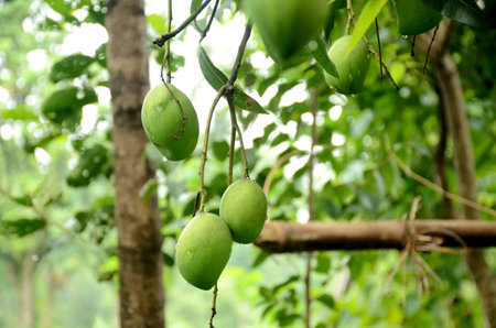 closeup the bunch ripe green mango fruit with branch and leaves over out of focus green brown background.の写真素材