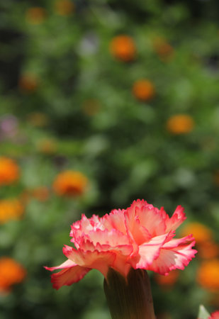 Carnaitions, Dianthus carophyllus with orange Lantana in backgroundの写真素材
