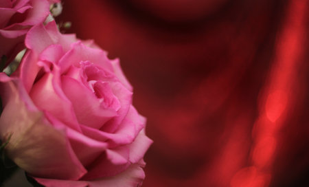 Soft Pink Rose on Bokeh Backgroundの写真素材