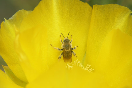 Yellow Prickly Pear Cactus Flower with Beeの写真素材