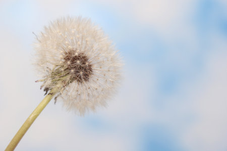Dandelion Flower Seed Head With Blue Sky Background Shallow DOFの写真素材