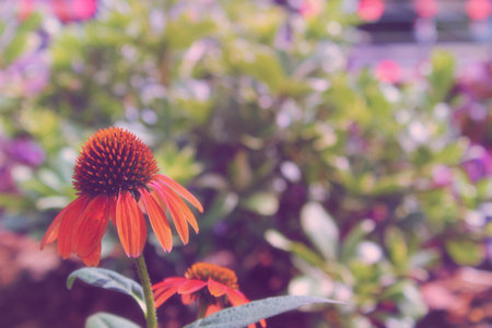 Echinacea Coneflower in garden, Shallow DOFの写真素材
