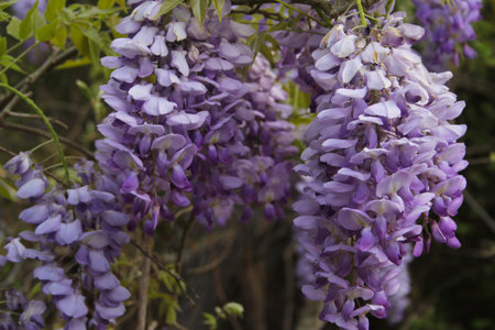 Purple Wisteria in Sprintime Fabaceae Luguminosae in Gardenの写真素材