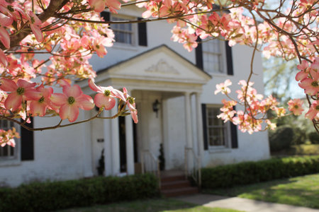 Pink Dogwood with Southen Mansion in Backgroundの写真素材