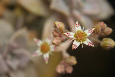 Hen and Chicks Houseplant Close up Echeveria elegansの写真素材