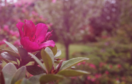 Azalea Flowers with Vintage Pink Bokehの写真素材