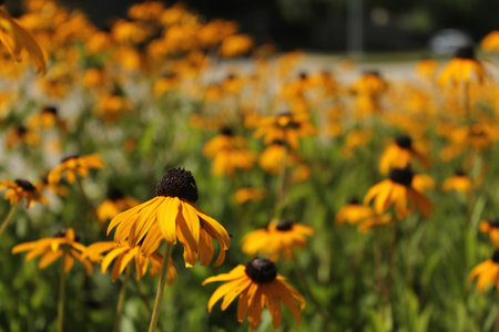 Wildflowers in bright sunlight Rudbeckia hirtaの写真素材