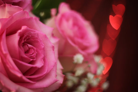 Soft Pink Rose on Bokeh Backgroundの写真素材