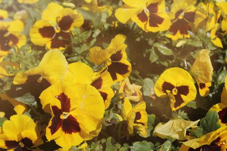 Yellow Pansy Flowers in Garden with bright sunlightの写真素材