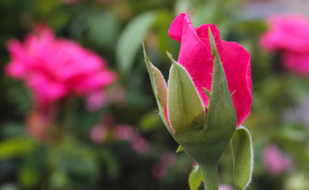 Pink Roses Growing in Garden Shallow DOFの写真素材