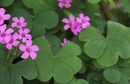 Oxalis Wood Sorrel With Pink Flowersの写真素材