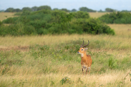 Uganda Kob (Kobus thomasi), National Parks of Ugandaの写真素材