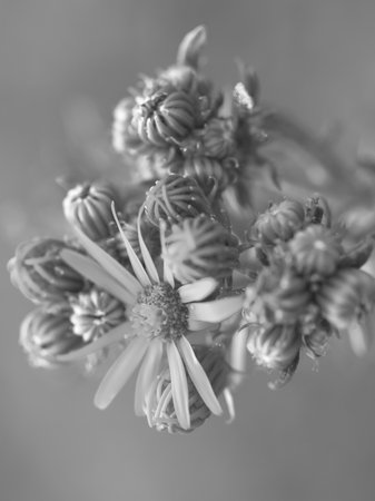 Wild flowers in their natural environment.の写真素材