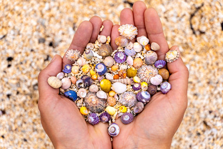 Corals and seashells of beautiful and different colors on the palms of a woman in Coral Strand Beach...