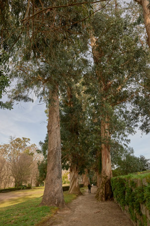 Path in a park with several hundred-year-old trees of the blue eucalyptus variety.