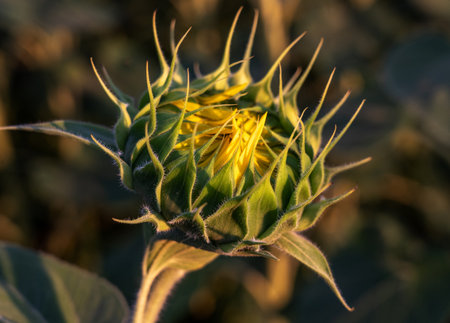 Buds. Unblown flower of a sunflower close-up against a background of foliageの写真素材
