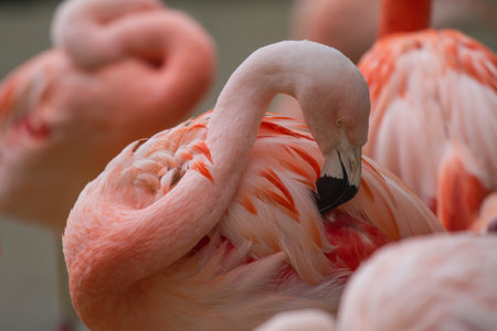 an american flamingo (phoenicopterus ruber) arranging the feathers in front of other flamingos in blurry backgroundの写真素材