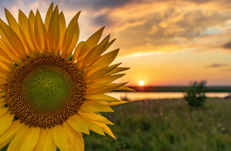 Close-up sunflower flower on the background of the sunset sky.