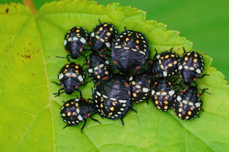 Closeup of an aggregation of dark nymphs of the Southern Green Stink Bug, Nezara viridula on a green...