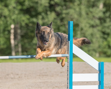 Belgian Shepherd Malinois jumps over an agility hurdle on dog agility courseの写真素材