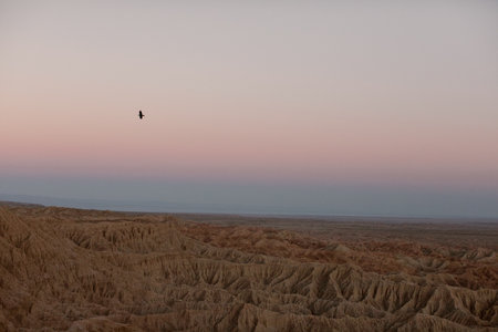bird flying over the badlands desert landscapeの写真素材