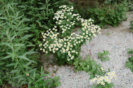 wild daisy flowers growing next to a streamの写真素材
