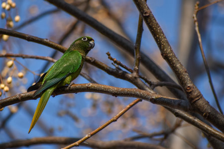 maroon-bellied parakeet (Pyrrhura frontalis) perching in a tree in Buenos Aires cityの写真素材
