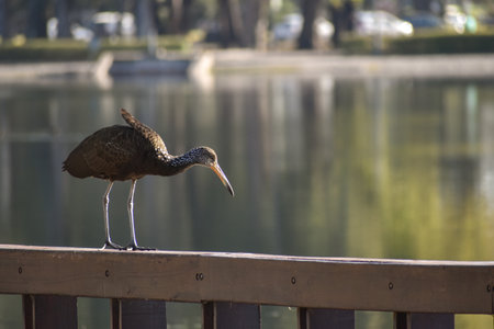 limpkin (Aramus guarauna), also called carrao, courlan, and crying bird, in a public park in Buenos Airesの写真素材