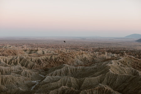 bird flying over the badlands desert landscapeの写真素材