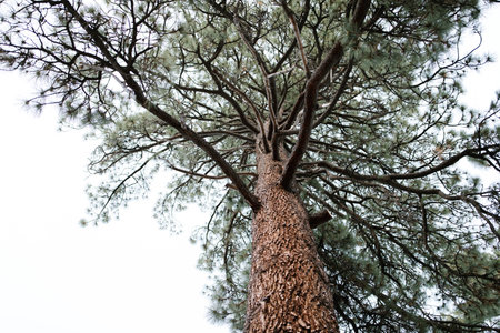 looking up at california pine tree shot from below